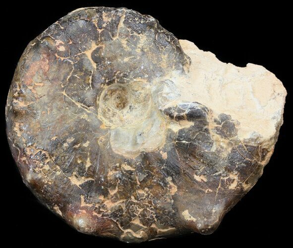 Bumpy Mammites Ammonite - Goulmima, Morocco #44650